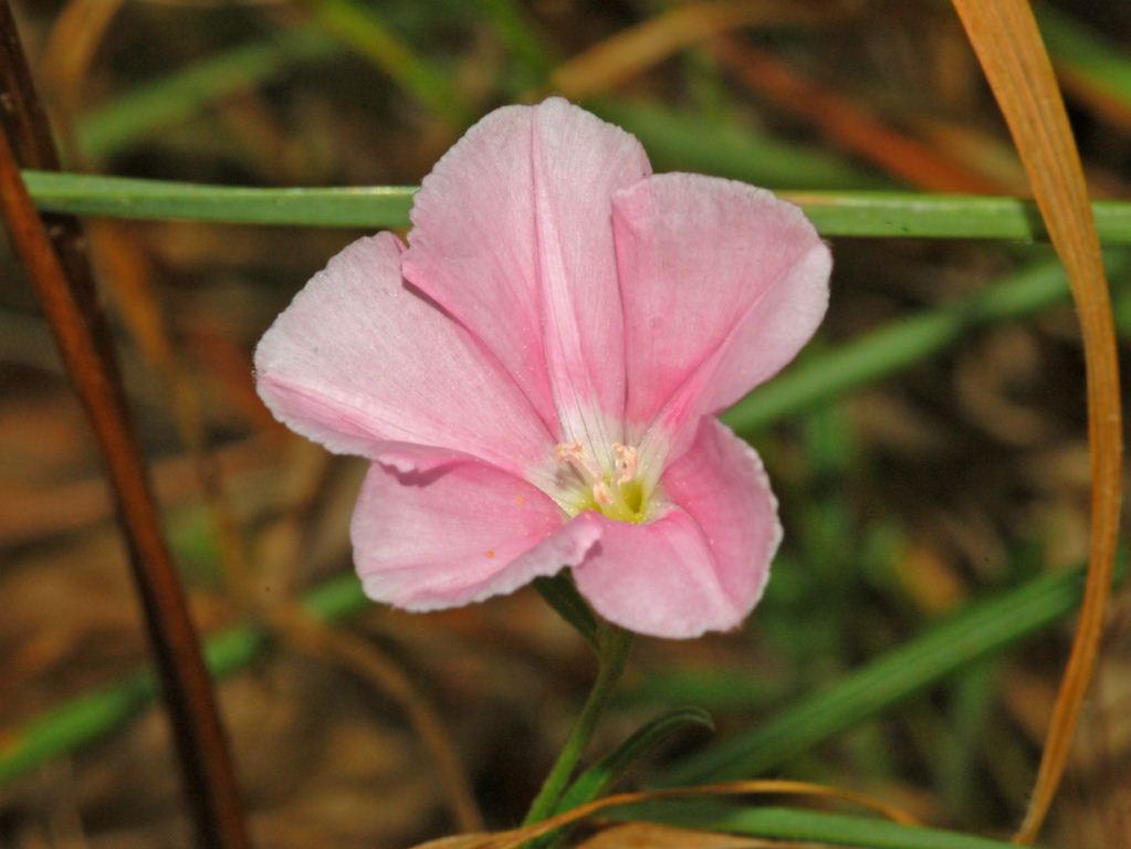 Convolvulus cantabrica